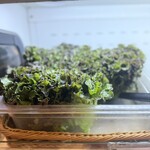 엉터리생고기 - 