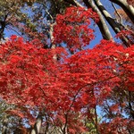 杉並 まん月 - 蚕糸の森公園の紅葉