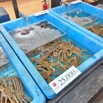 レイクサイド琴引 - カニ水槽