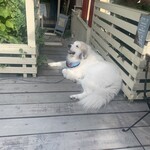 ゴンゴン ガーデン - 