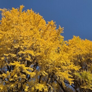 スターバックスコーヒー_0