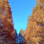 松ぼっくるり - 