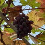 レストランぶどうの森 レ・トネル - 