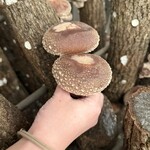 高槻しいたけセンター - 