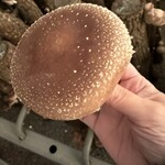 高槻しいたけセンター - 