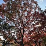 白碗竹快樓 - お店近く白川の紅葉