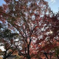 白碗竹快樓 祇園店 - お店近く白川の紅葉