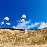 曽爾高原ファームガーデン - 