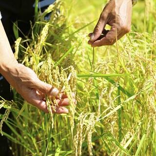 ごはんが美味しいからお肉もさらに美味しく！