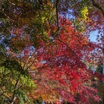 そば処 湧水 - 近隣の紅葉