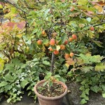 リリエンベルグ - 