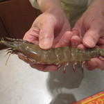 天や - 【２０１４年１１月】大分県の赤足海老