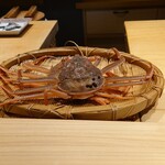 鮨 三心 - ボイル前の勢子蟹