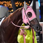 世界の山ちゃん - 南関卒業間近の9歳馬マイネルロッシュさん