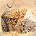 wasabi - 黒胡麻豆腐