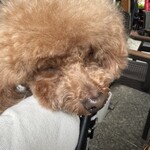 クッチーナ デル カンポ - 食べたら寝るｗ