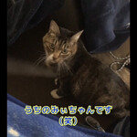 日本料理　　銀扇 - 