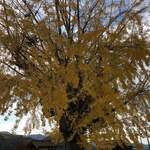 手打ち駅前そば あびき - 