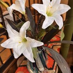 すし藤乃 三山本店 - 