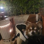 炭焼地鶏 山蔵 - テラス席はわんこOKです