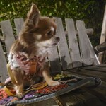 炭焼地鶏 山蔵 - ブランコがありました