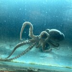 韓国料理 ナッチャン - 元気に泳いでいるタコ