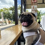 ドッグデプトプラスカフェ - 