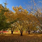 手作りハンバーグ フレンズ - 銀杏