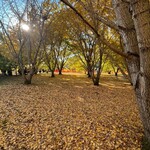 手作りハンバーグ フレンズ - 銀杏