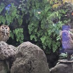 小岩やぶそば - 