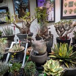 レストラン アーチ - 入口にあったアガベがインパクトありました