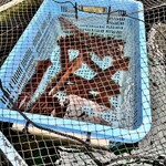 味くらべ - 活イカ