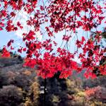 油源 - 日光の紅葉