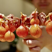 鳥匠いし井ひな - 