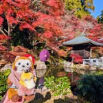 法多山名物だんご企業組合 - 紅葉をバックに♡(＾(ェ)＾)(⊙ө⊙)ﾊﾟｼｬ♪︎