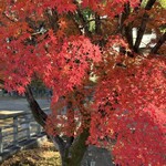 大正庵釜春本店 - 岡崎城の紅葉、ちょうど見頃でした。