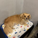 餃子とサワー ニホンバシ - 