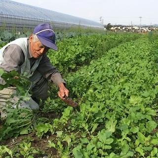 店主精选的无农药蔬菜