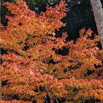 法多山名物だんご企業組合 - 