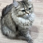 猫喫茶 空陸家 - 料理写真: