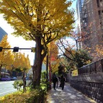 自家焙煎珈琲みじんこ - 聖橋に続く街路樹(^_^)銀杏が咲いてました♪