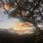羅座亜留 炭火焼珈琲自家焙煎所 JACARANDA COFFEE ROASTERY - 