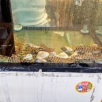 幸せ立ち呑み 夢ごりら - 