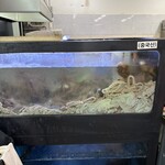 パルガンゴチャングネ - 