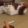 食堂&Cafe 猫に、優しく