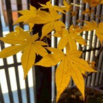 宿場カフェ いずみや - 