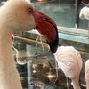 メヒコ  水戸フラミンゴ館