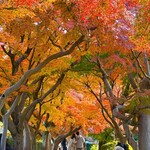 ナッティーズ カフ - 