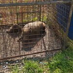 十割そば処 山獲 - 