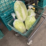 いずみファーマーズ葉菜の森 - キャベツ